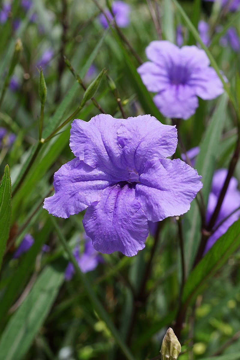 紫花芦莉草 维基百科 自由的百科全书