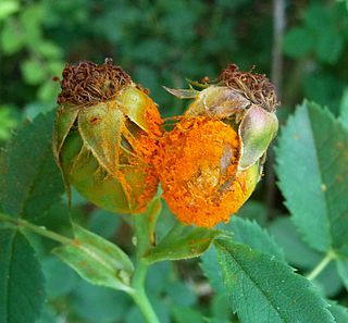 <span class="mw-page-title-main">Gene-for-gene interactions in rust fungi</span>