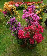 Fiori di Saint-Jean-de-Cole 12.JPG