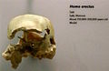 El cráneo tiene un tamaño pequeño, unos 900 cm³, y paredes gruesas lo que catalogarían como H. erectus. Su antigüedad es inferior a 250 mil años.