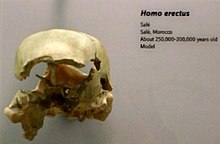Image of the: Salé skull.