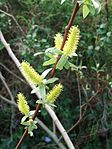 Salix mucronata hirsuta willow tree.JPG