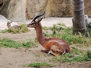 <span class="mw-page-title-main">Gerenuk</span> Long-necked species of antelope (Litocranius walleri)