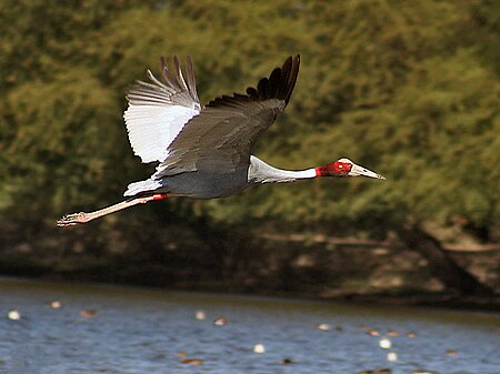 ไฟล์:Sarus_Crane_I_IMG_8628.jpg