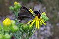 * Nomination: Butterfly (Nordmannia ilicis) and beetle (Heliotaurus ruficollis) --by User:David Perez 19:03, 17 October 2010 (UTC) * * Review needed