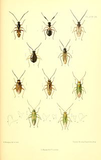 <i>Cyrtorhinus caricis</i> Species of true bug