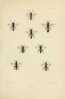 <i>Spilomena</i> Genus of wasps