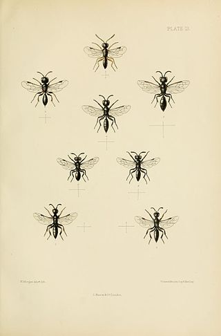 <i>Pemphredon inornata</i> Species of wasp