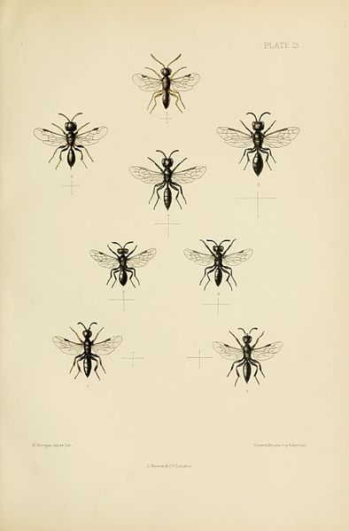 File:SaundersHymenopteraAculeataPlate13.jpg