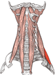 Scalenus posterior.png