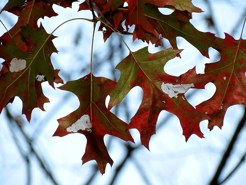 File:Scarlet Oak (31075538905).jpg