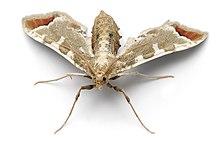 Sceliodes cordalis.jpg