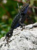 Miniatura per Sceloporus occidentalis