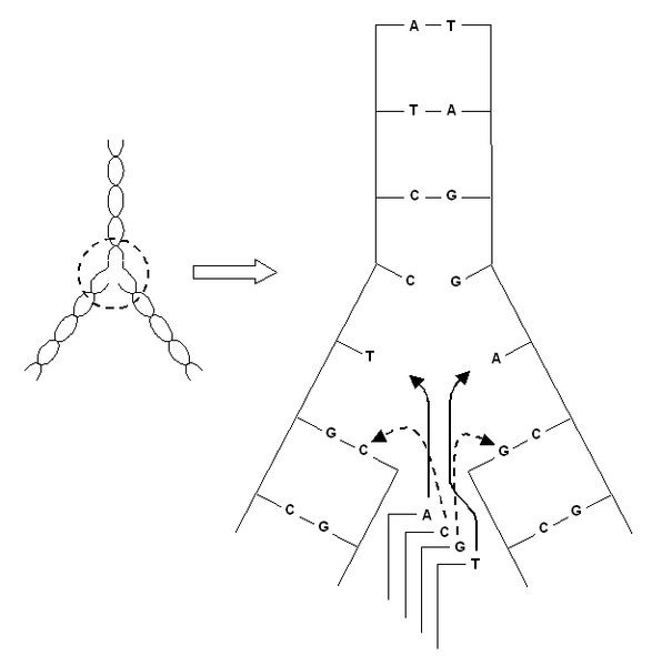 File:Schéma duplication de l'ADN.png