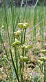 Scheuchzeria palustris