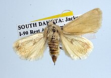 Schinia simplex.jpg