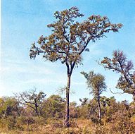 State Tree of Argentina