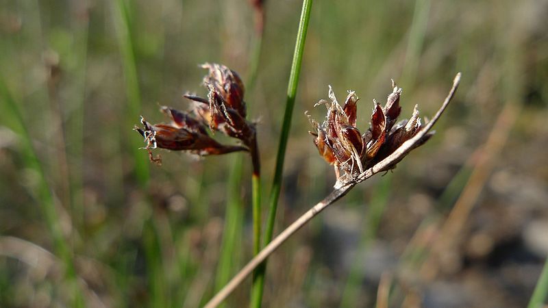 File:Schoenus ericetorum inflorescence (8708368461).jpg