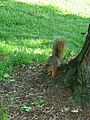 Squirrel, Pittsburgh, 2007