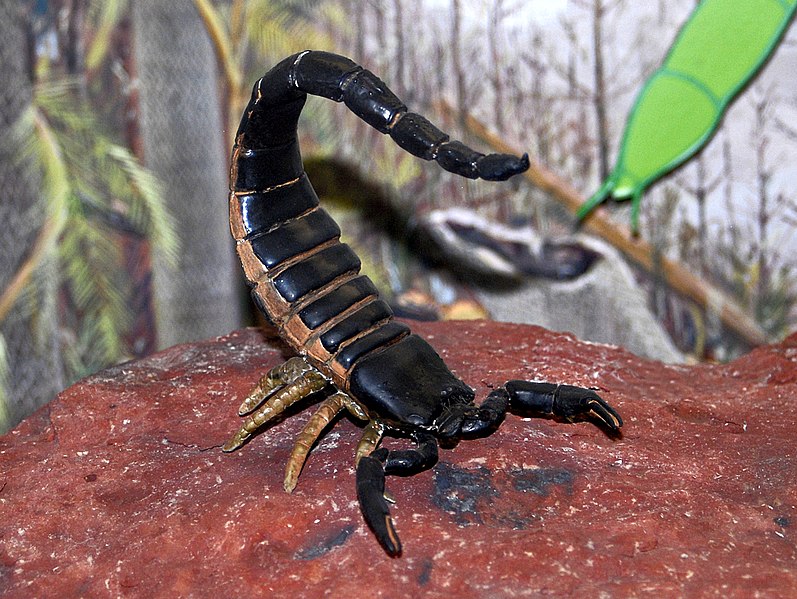 File:Scorpiones - Palaeophonus nuncius.JPG