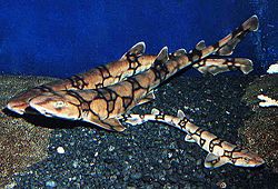 Scyliorhinus-retifer SI.jpg