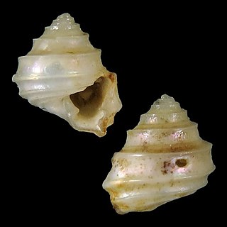 <i>Seguenzia beloni</i> species of mollusc