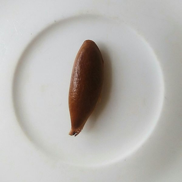 Файл:Seed of Persimmon.jpg