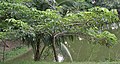কলকাতায় অল্পবয়স্ক শিমুল গাছের চিত্র, পশ্চিমবঙ্গ, ভারত।