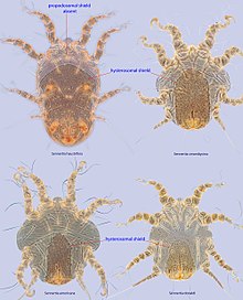 Sennertia hysterosomal shield 4spp composite.jpg