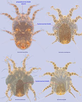 <i>Sennertia</i> Genus of mites