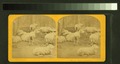 Sheep & lambs (NYPL b11708095-G91F293 010F).tiff