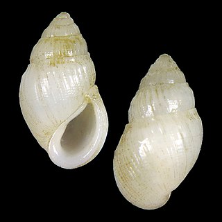 <i>Rissoina liletae</i>