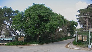 <span class="mw-page-title-main">Shoval</span> Place in Southern, Israel