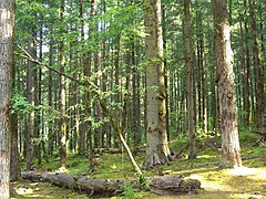 Typical woodland in the warmer regions of Kto.