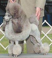 Silver Miniature Poodle stacked.jpg