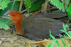 Slaty-legged Crake (Rallina eurizonoides). 
 jpg