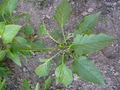 Capsicum annuum damaged by slugs