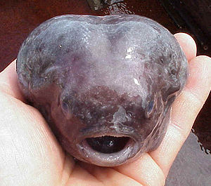 Smooth Lumpfish