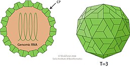 Віріон Sobemovirus