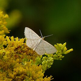 Scopula inductata