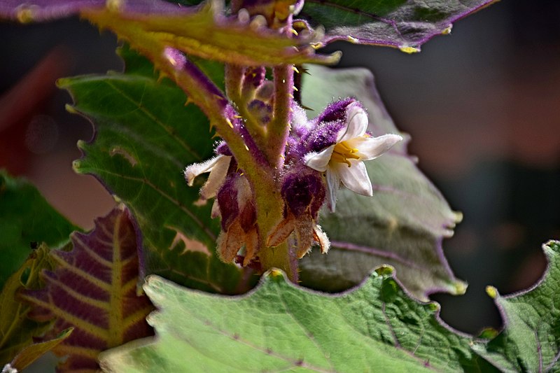 File:Solanum quitoense in Jardin des Plantes de Toulouse 02.jpg