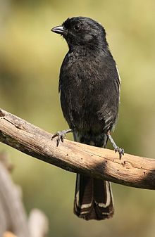 Southern Black Tit, Parus niger, at Pilanesberg National Park, Northwest Province, South Africa (16834192359).jpg