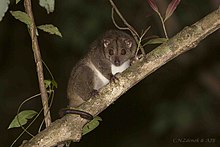 Southern common cuscus, Cape York Peninsula, Queensland Southern Brown Cuscus, photo by CNZdenek & AJBurnett.jpg