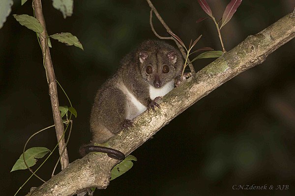 Southern common cuscus, Cape York Peninsula, Queensland