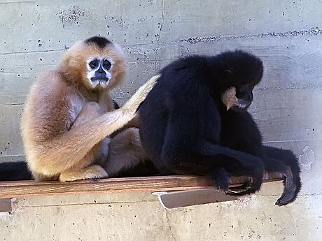 Déli fehérarcú gibbon