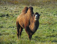 Bactrian Camel on a farm in Vermont, US