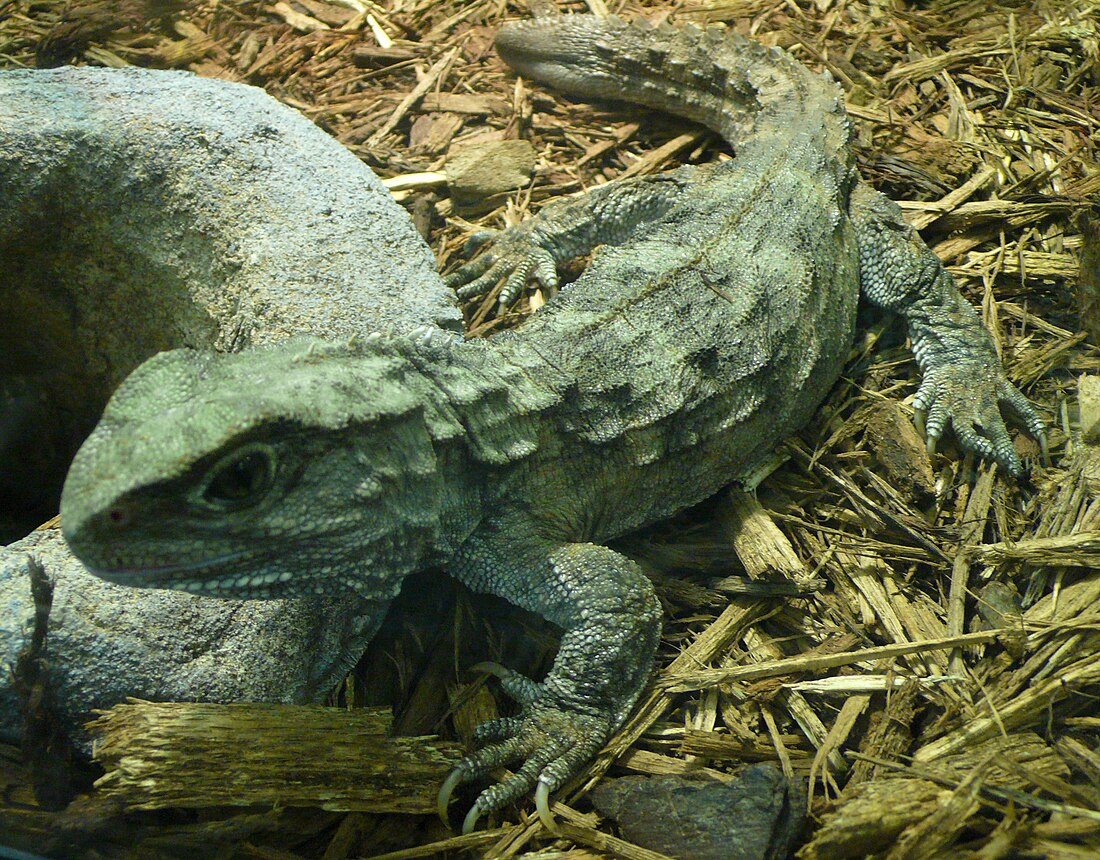 File:Sphenodon punctatus (2).jpg