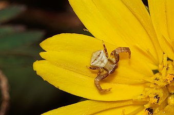 Crab spider