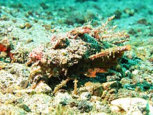 Spiny Devilfish - Inimicus Didactylus.jpg