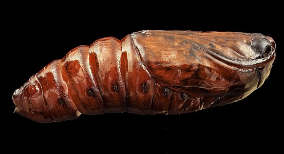 Spodoptera eridania, (Southern Armyworm) pupae